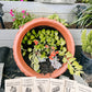 Seed Packets